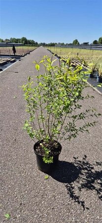 Ligustrum oval. 'Aureum' 80-100 cm cont. 10L - afbeelding 2