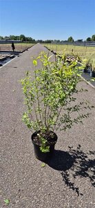 Ligustrum oval. 'Aureum' 80-100 cm cont. 10L