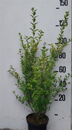 Ligustrum oval. 'Aureum' 80-100 cm cont. 10L - afbeelding 1