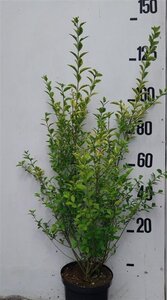 Ligustrum oval. 'Aureum' 80-100 cm cont. 10L