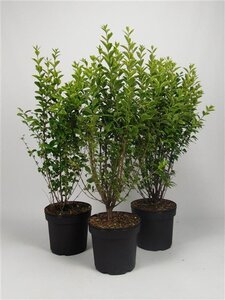 Ligustrum oval. 'Aureum' 80-100 cm cont. 7,5L
