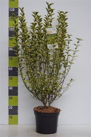 Ligustrum oval. 'Aureum' 80-100 cm cont. 7,5L - afbeelding 2