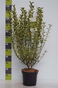 Ligustrum oval. 'Aureum' 80-100 cm cont. 7,5L - image 2