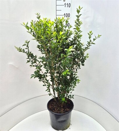 Ligustrum oval. 'Green Diamond' 80-100 cm cont. 15L - afbeelding 1