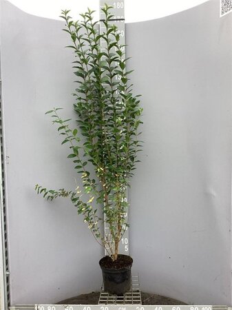 Ligustrum ovalifolium 100-125 cm cont. 5,0L - afbeelding 2