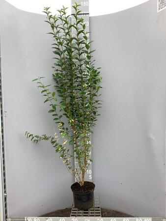 Ligustrum ovalifolium 100-125 cm cont. 5,0L - afbeelding 4