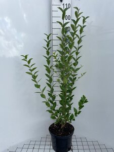 Ligustrum ovalifolium 100-125 cm cont. 5,0L - afbeelding 5