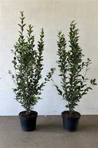 Ligustrum ovalifolium 100-125 cm cont. 5,0L - afbeelding 3