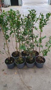 Ligustrum ovalifolium 100-125 cm cont. 5,0L - afbeelding 2