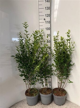 Ligustrum ovalifolium 100-125 cm cont. 5,0L - afbeelding 3