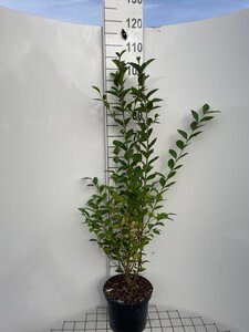 Ligustrum ovalifolium 100-125 cm cont. 5,0L - afbeelding 6