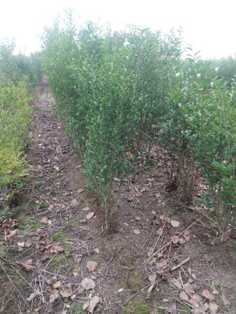 Ligustrum ovalifolium 100-125 cm wortelgoed struik