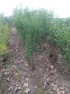 Ligustrum ovalifolium 100-125 cm wortelgoed struik