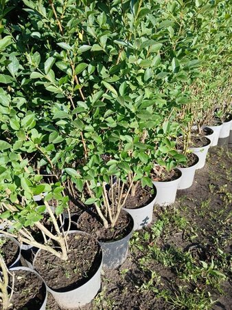 Ligustrum ovalifolium 150-175 cm cont. 7,5L - afbeelding 1