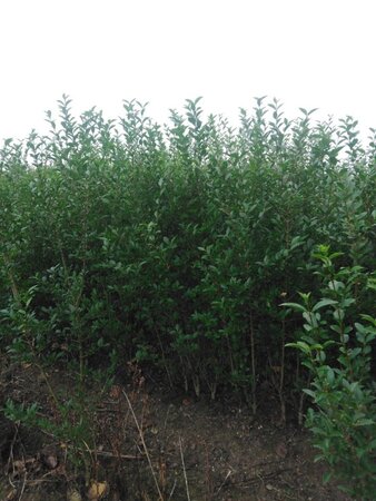 Ligustrum ovalifolium 150-175 cm wortelgoed struik