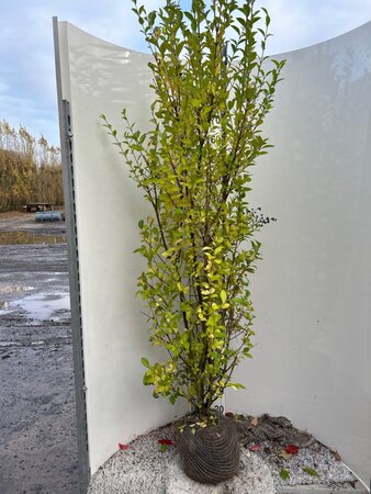 Ligustrum ovalifolium 175-200 cm met kluit - afbeelding 3