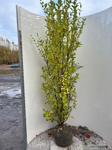 Ligustrum ovalifolium 175-200 cm met kluit - afbeelding 3