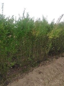 Ligustrum ovalifolium 175-200 cm met kluit - afbeelding 2