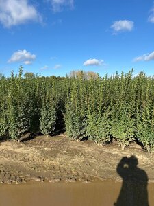 Ligustrum ovalifolium 175-200 cm met kluit - afbeelding 7