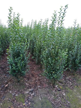 Ligustrum ovalifolium 175-200 cm met kluit - afbeelding 4