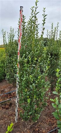 Ligustrum ovalifolium 175-200 cm met kluit - afbeelding 6