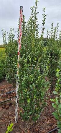Ligustrum ovalifolium 175-200 cm met kluit - afbeelding 5