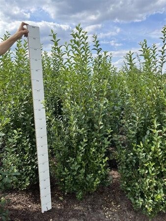 Ligustrum ovalifolium 175-200 cm met kluit - afbeelding 2