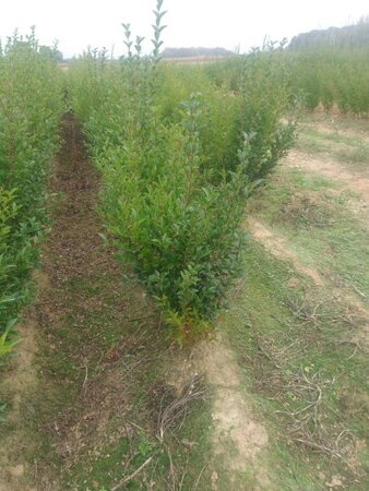 Ligustrum ovalifolium 60-90 cm BR 3-5 BR