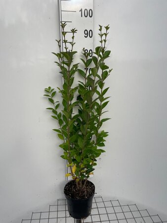 Ligustrum ovalifolium 80-100 cm cont. 3,0L - afbeelding 4