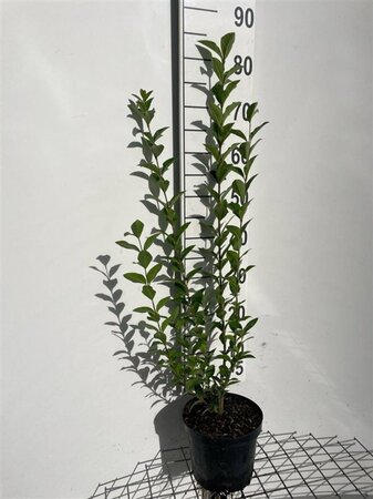 Ligustrum ovalifolium 80-100 cm cont. 3,0L - afbeelding 3