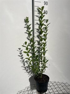 Ligustrum ovalifolium 80-100 cm cont. 3,0L - afbeelding 3