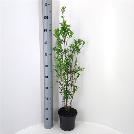 Ligustrum ovalifolium 80-100 cm cont. 3,0L - afbeelding 1