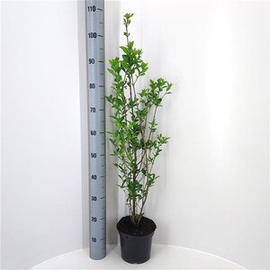 Ligustrum ovalifolium 80-100 cm cont. 3,0L