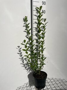 Ligustrum ovalifolium 80-100 cm cont. 3,0L - afbeelding 2