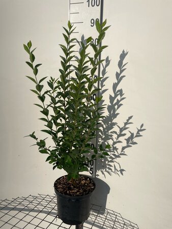 Ligustrum ovalifolium 80-100 cm cont. 5,0L - afbeelding 2