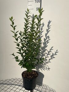 Ligustrum ovalifolium 80-100 cm cont. 5,0L - afbeelding 2