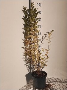 Ligustrum ovalifolium 80-100 cm cont. 5,0L