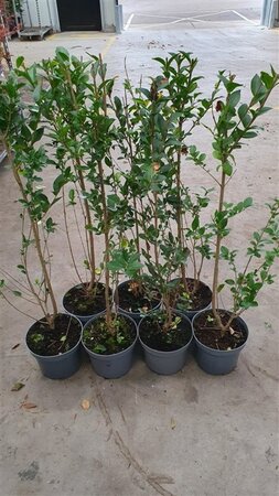 Ligustrum ovalifolium 80-100 cm cont. 5,0L - afbeelding 2