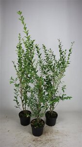 Ligustrum ovalifolium 80-100 cm cont. 5,0L