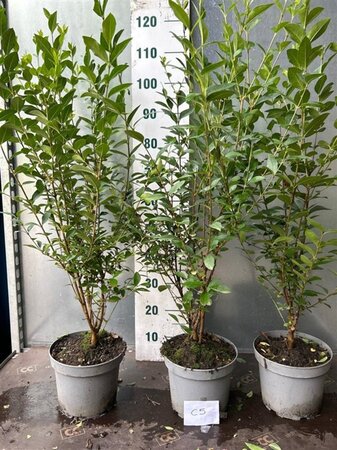 Ligustrum ovalifolium 80-100 cm cont. 5,0L - afbeelding 1