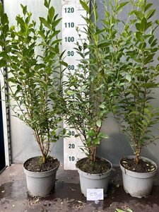 Ligustrum ovalifolium 80-100 cm cont. 5,0L