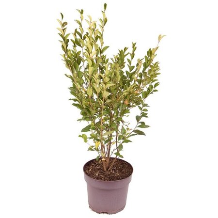 Ligustrum ovalifolium 80-100 cm cont. 7,5L