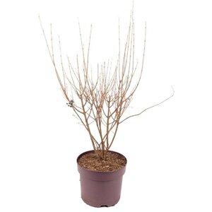 Ligustrum ovalifolium 80-100 cm cont. 7,5L - afbeelding 3