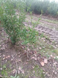 Ligustrum ovalifolium 80-100 cm wortelgoed struik