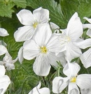 Linum perenne 'Diamant' geen maat specificatie 0,55L/P9cm