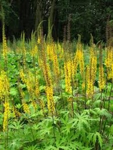 Ligularia przewalskii geen maat specificatie 0,55L/P9cm