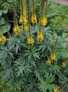 Ligularia przewalskii geen maat specificatie 0,55L/P9cm - afbeelding 2