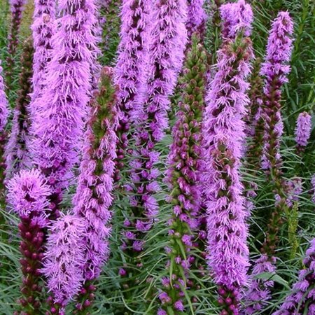 Liatris spicata 'Floristan Violett' geen maat specificatie 0,55L/P9cm