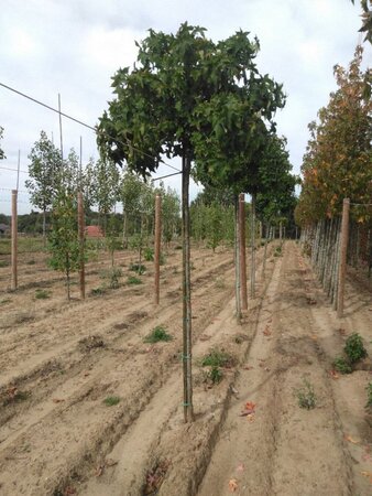Liquidambar s. 'Gum Ball' 10-12 Hoogstam draadkluit