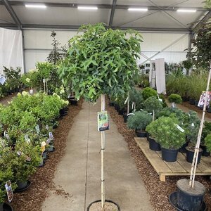 Liquidambar s. 'Gum Ball' 120 cm stam cont. 12L